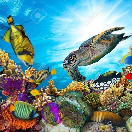 דירות Fond Fleury L'Ocean Bleu Des Anses מראה חיצוני תמונה